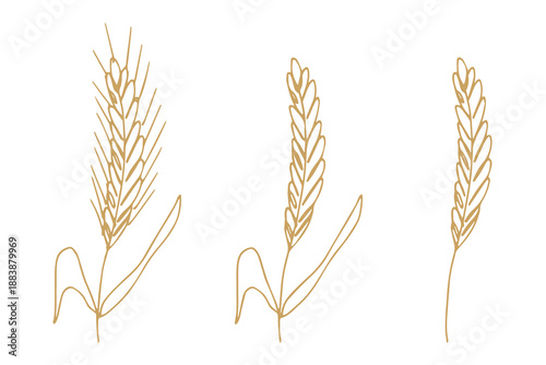 Set of hand drawn cereal wheat oat rye barley rice ears spikelet clipart Organic wheat bread agriculture farming harvest healthy food Single element for design print packaging label decor