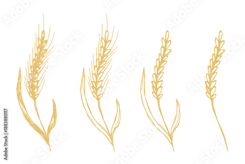 Set of hand drawn cereal wheat oat rye barley rice ears spikelet clipart Organic wheat bread agriculture farming harvest healthy food Single element for design print packaging label decor
