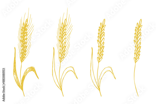 Set of hand drawn cereal wheat oat rye barley rice ears spikelet clipart Organic wheat bread agriculture farming harvest healthy food Single element for design print packaging label decor