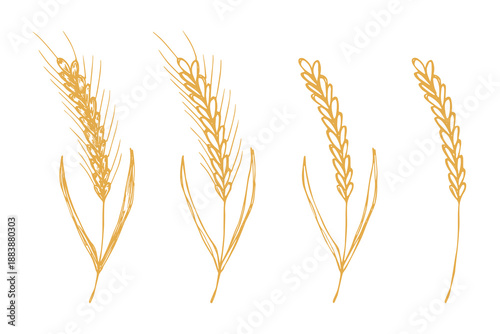 Set of hand drawn cereal wheat oat rye barley rice ears spikelet clipart Organic wheat bread agriculture farming harvest healthy food Single element for design print packaging label decor