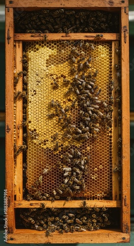 Close-up view of a busy wooden apiary hive box containing frames filled with golden honeycombs and thousands of working insect colonies ,hive ,structure ,nature