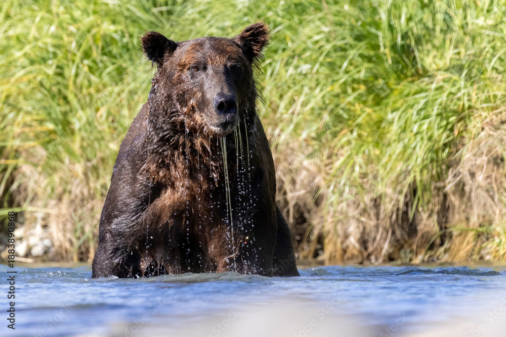 Fototapeta premium A wild coastal brown bear fishes for salmon in a stream in the backcountry of Katmai National Park in Alaska.
