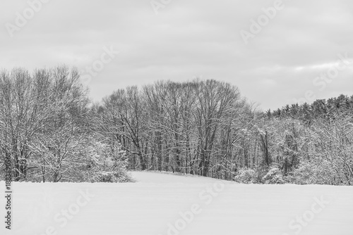 snowy winter landscape with trees