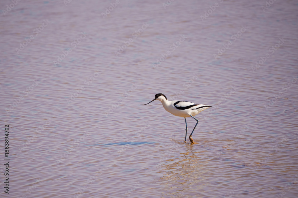Fototapeta premium great blue heron