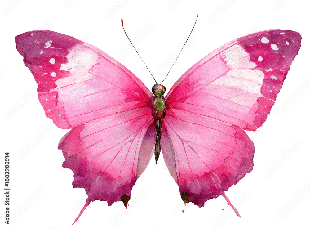 Obraz premium Watercolor depiction of a vibrant pink butterfly with detailed wings and delicate antenna