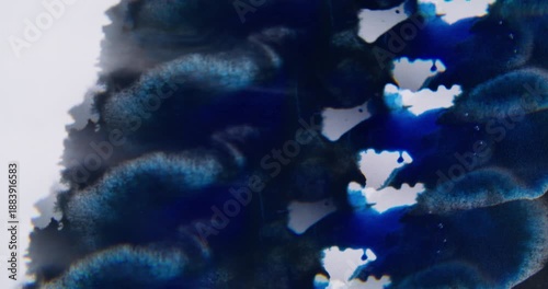 Blob ink defocused. Color fluid dripping. Blue watercolor dye blotch on white black acrylic. Abstract wavy color mix prism background.