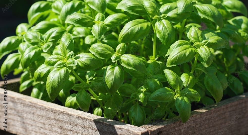 Naklejka premium Close-up of vibrant, lush green basil plants growing in a rustic wooden planter