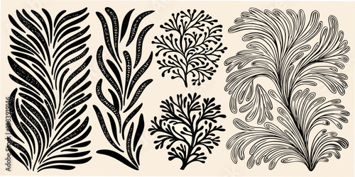 Vintage botanical illustration featuring various intricately detailed fern and seaweed shapes