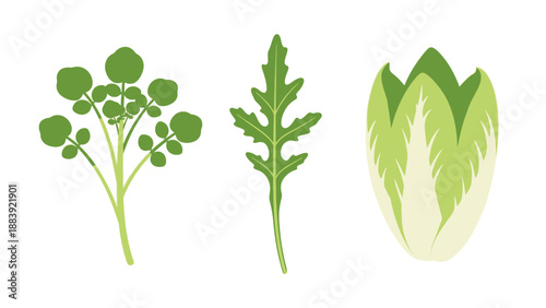 An illustration of three types of leafy green vegetables on a white background