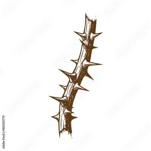 Drawing Vintage grunge  texture brown thorn branch with sharp spikes on white background  a single brown branch with sharp thorns on a plain white background
