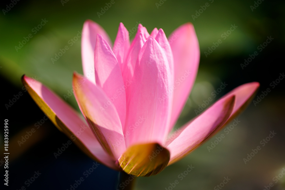 Obraz premium Beautiful Pink Lotus Flower Blossoming on Calm Water Surface