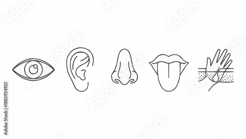 Five Senses Icons Representing Sight Hearing Smell Taste Touch.