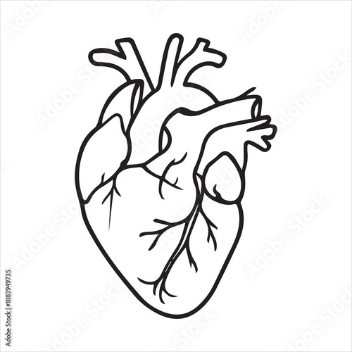 Anatomical Heart Outline with Shadow Effect