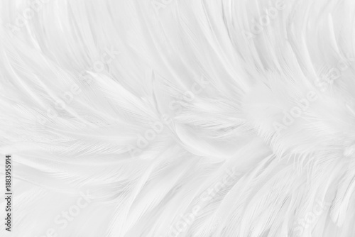 Beautiful white grey bird feathers pattern texture background.