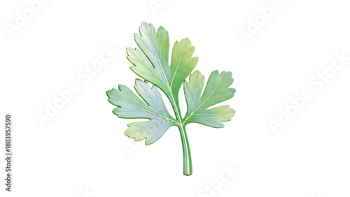 Single Parsley Leaf