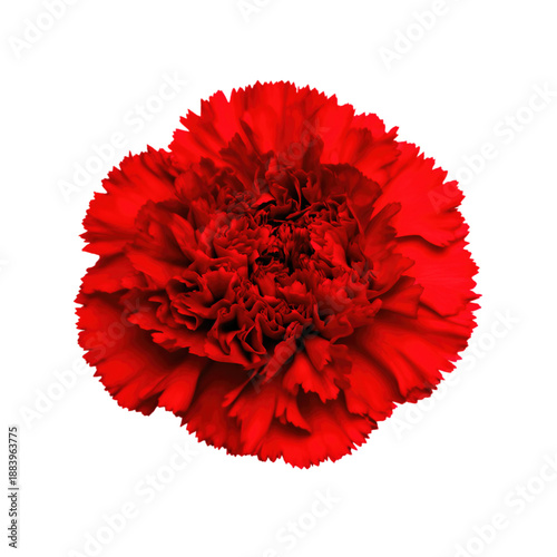 Bright red carnation flower in full bloom.