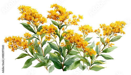 Watercolor illustration of goldenrod flowers in full bloom
