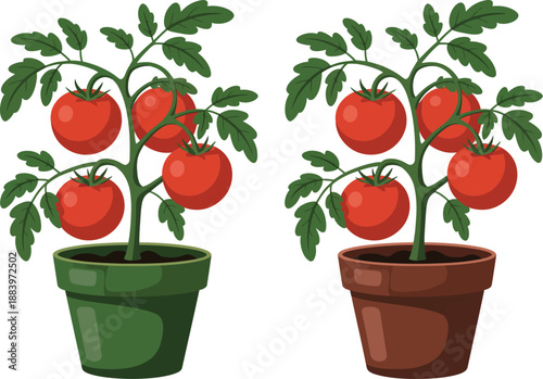 Two potted tomato plants with ripe red tomatoes and green leaves growing in soil