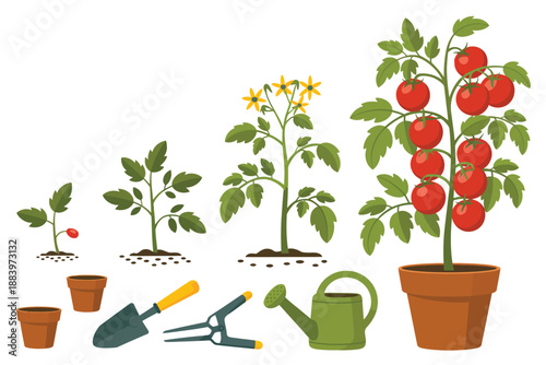 An illustration of a tomato plant growing stages with gardening tools