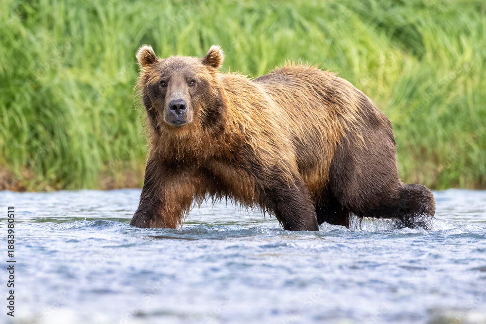 Fototapeta premium A wild coastal brown bear fishes for salmon in a stream in the backcountry of Katmai National Park in Alaska.