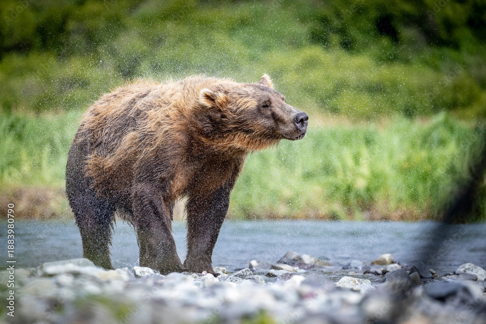 Fototapeta premium A wild coastal brown bear fishes for salmon in a stream in the backcountry of Katmai National Park in Alaska.