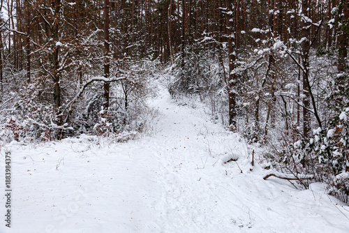 Wallpaper Mural Winterlandscape,snowy trees  in the Lueneburg Heath,Lower Saxony,Germany,Europe Torontodigital.ca