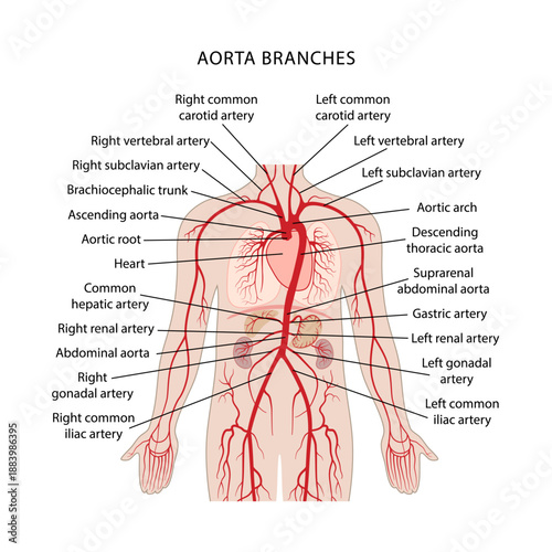 Branches of the aorta. Human circulatory system. Medical illustration of the branches of the aorta with captions in flat style on a white background.