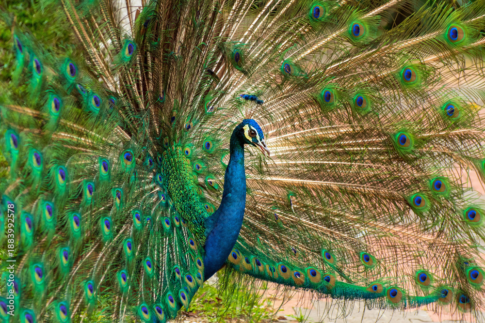 Obraz premium Male peacock displaying iridescent blue neck and fanned tail