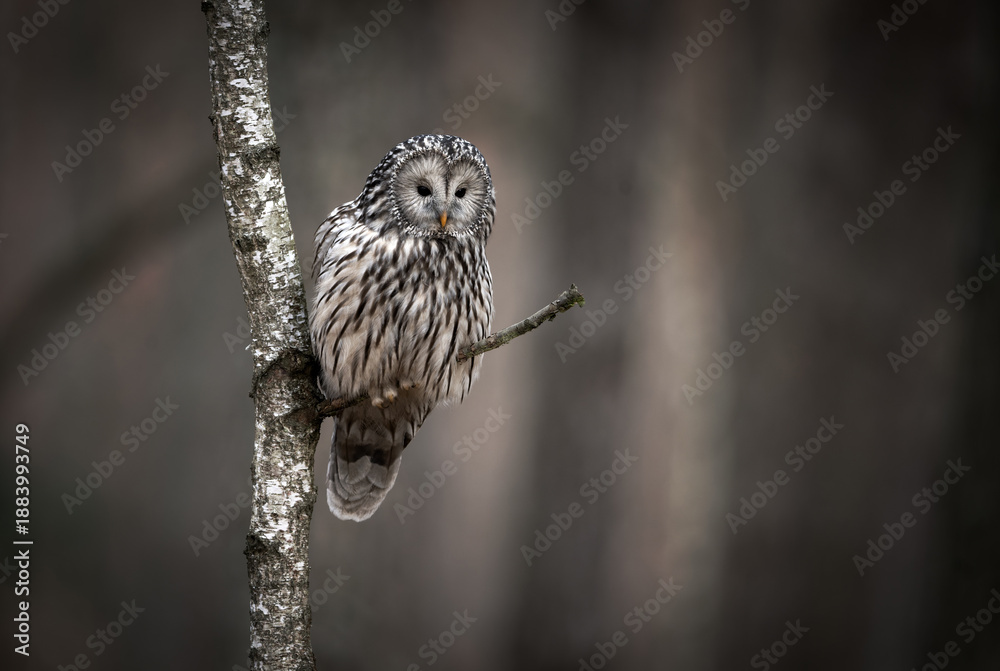 Fototapeta premium Ural owl ( Strix uralensis ) close up