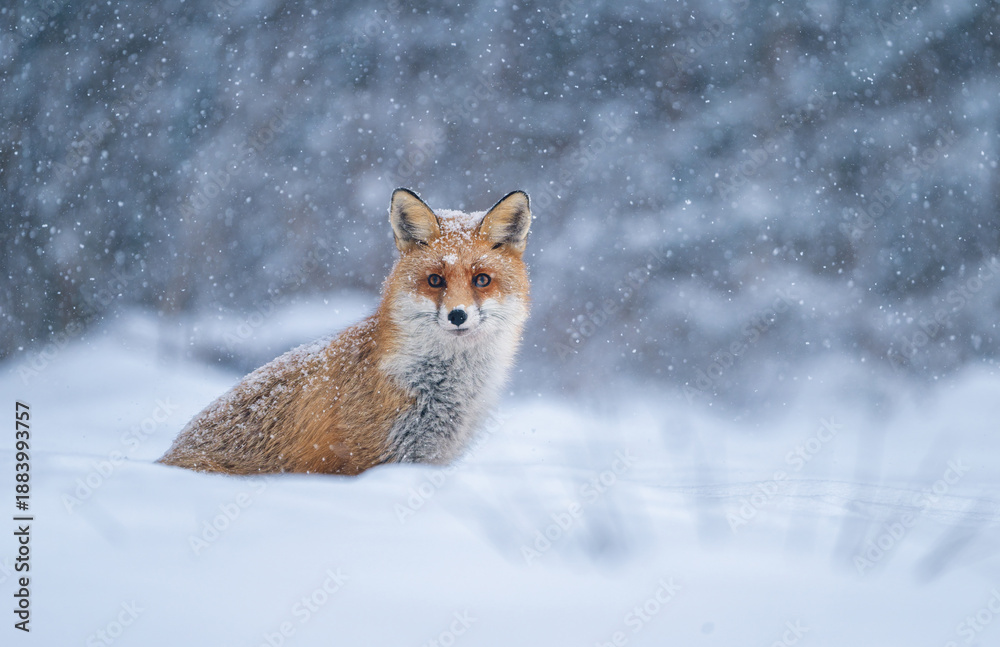 Obraz premium Red fox ( Vulpes vulpes ) in winter scenery