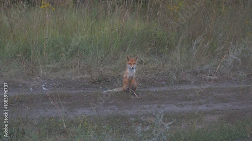 A wild fox sits at dusk on a country road