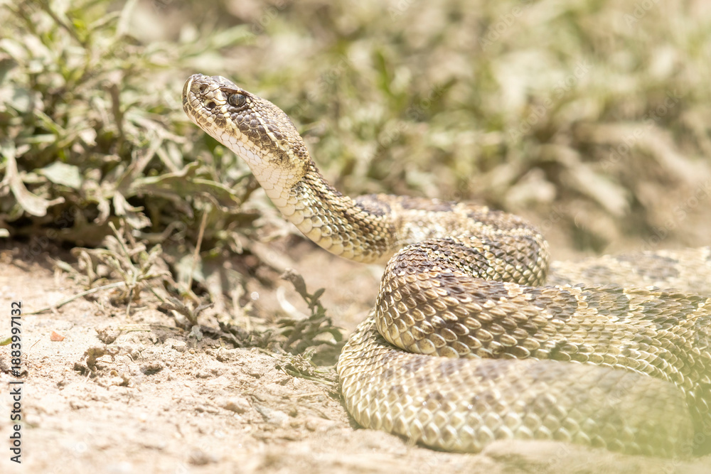 Obraz premium A wild prairie rattlesnake on a trail near the east slope of Colorado.
