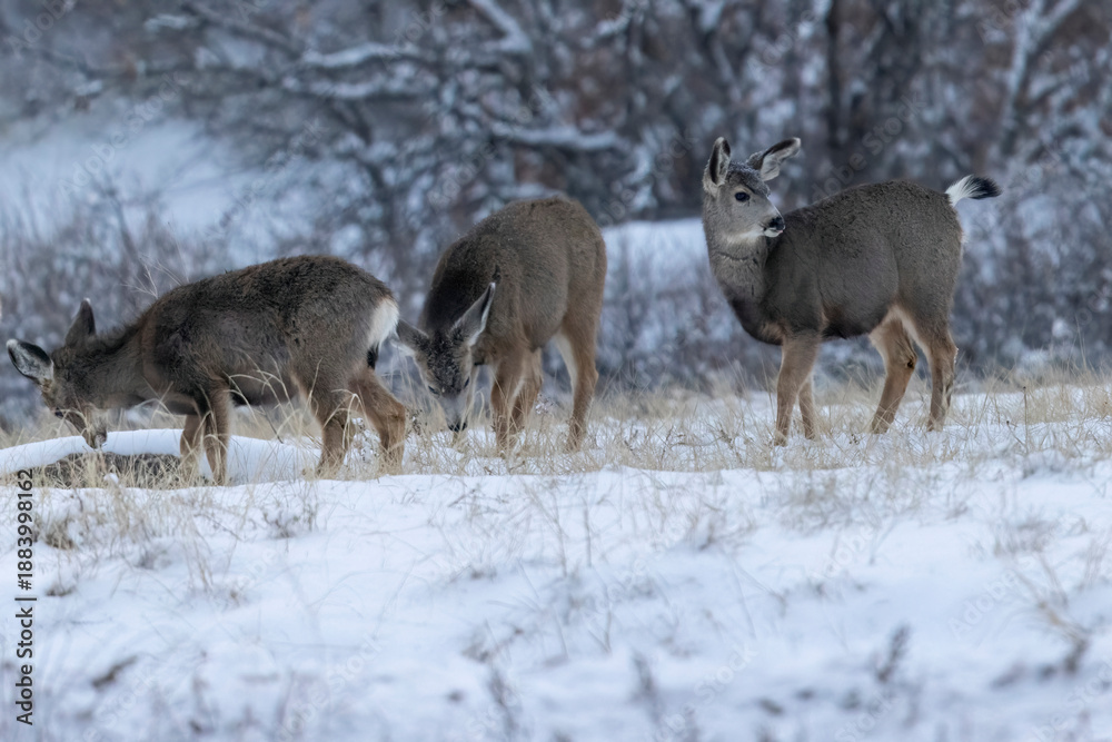 Obraz premium Wild mule deer grazing in a state park in Colorado.