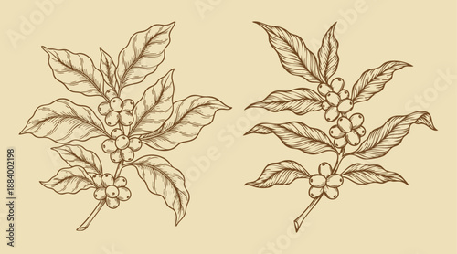abstract illustration of coffee plants and coffee