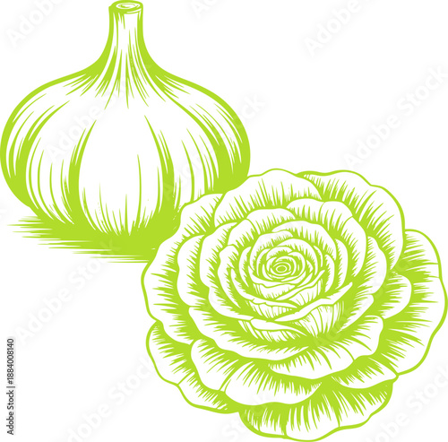 Detailed green vegetable and cabbage with fine line
