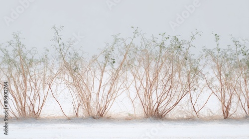 Wallpaper Mural Group of bare trees with thin branches and small green leaves. the trees are arranged in a line, with the tallest one in the center and the shorter ones on either side. Torontodigital.ca