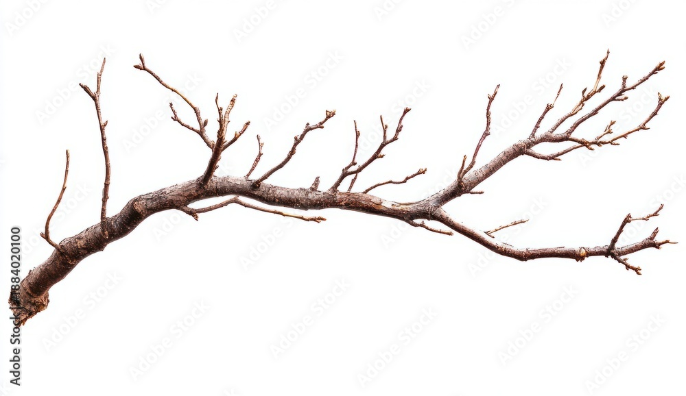 Fototapeta premium Dry Branch with Twisted Twigs and Natural Texture for Artistic and Nature Inspired Photography Projects
