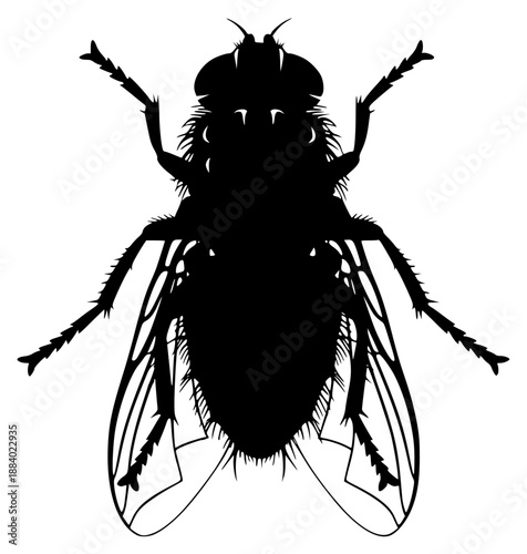 black silhouette of a fly on a illustration, black, fly, illustration, image, silhouette, against transparent background