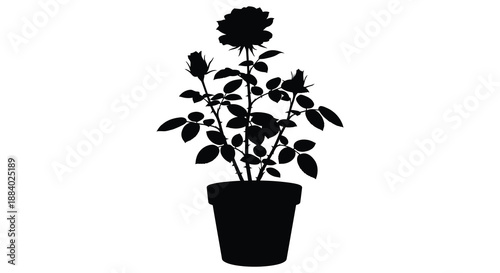 Elegant rose in a pot detailed foliage and bloom sharply defined silhouette