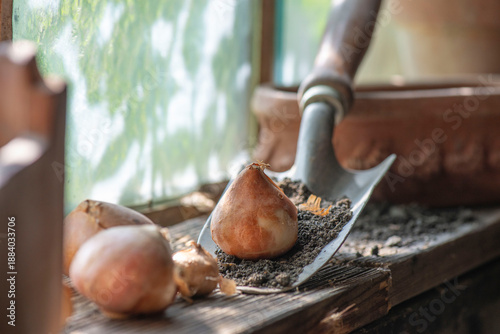 flower bulb placed on a small garden shovel full of soil near a window in the...
