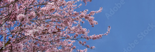 beautiful pink flowers on branches of cherry tree blooming at springtime on t...