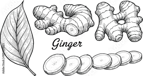 Ginger root vintage engraving vector illustration with sliced pieces leaf and hand drawn botanical food design isolated