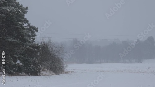 Wallpaper Mural A tranquil winter forest scene features tall, snow-covered trees creating a peaceful atmosphere. The early morning light enhances the beauty of the untouched snow, inviting exploration. 4K video Torontodigital.ca