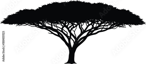Bild auf Leinwand African acacia tree silhouette Vector