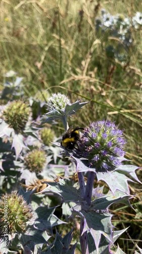 Bourdon sur une fleur de chardon.