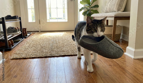 A cat is carrying a slipper away from the entryway in its mouth.
