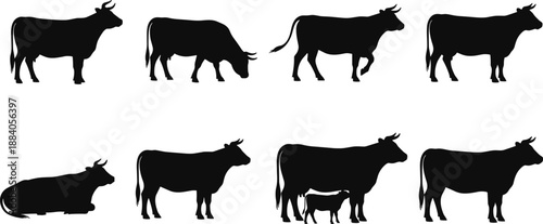 Black cow silhouette collection showing multiple cattle poses grazing standing walking lying isolated on white background vector illustration