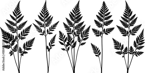 Collection of detailed fern leaf silhouettes with botanical stems and foliage, elegant vector illustration for floral design, nature themes, garden artwork, and decorative natural patterns.