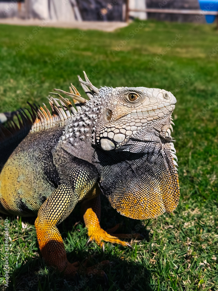 Fototapeta premium Iguana stands on grass in sunny outdoor area during bright day. Iguana is on green grass in bright sunlight with a clear background showing buildings.