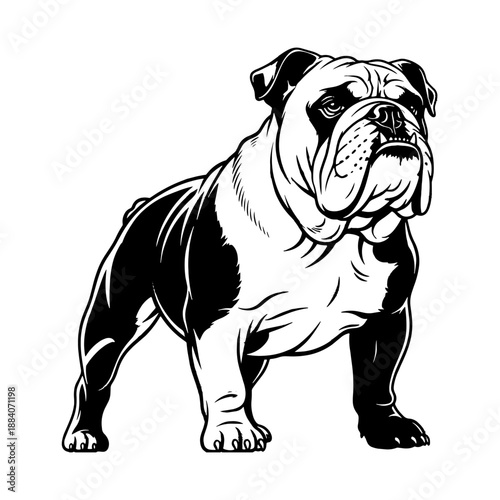 A cute purebred French bulldog puppy and English bulldog portrait features an adorable brown animal sitting on an isolated white background as a domestic canine pet